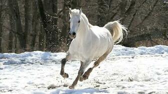 Running Horses Wallpaper