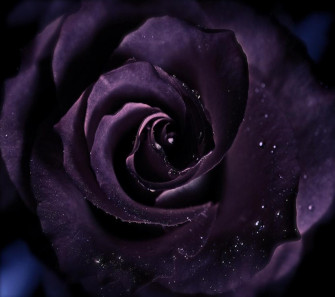Purple Flower Nature Rose HD Wallpaper