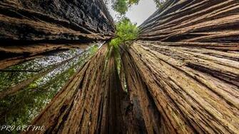 Tall Trees Grove Trail Redwood Proartinc