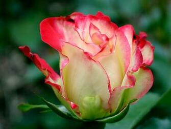 Red Rose Wallpaper Desktop