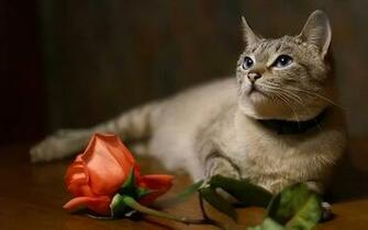 Beautiful Cat Cats Wallpaper