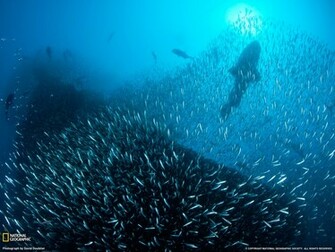 Shipwreck Picture Great Barrier Reef Wallpaper National
