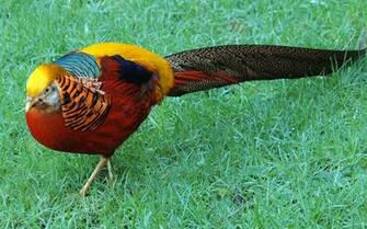File Chrysolophus Pictus Royal Botanic Gardens Kew