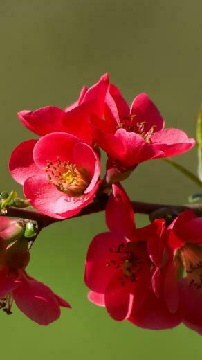 Red Flower iPhone Plus Wallpaper HD