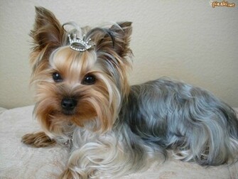 Yorkshire Terrier Korona