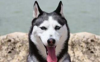 Husky Wallpaper