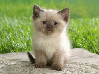 Sweet Siamese Cat Wallpaper Screen