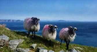 Pink Sheep
