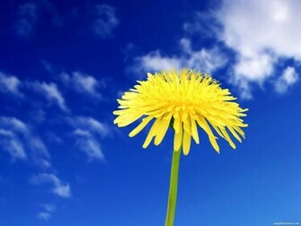 Dandelion Wallpaper