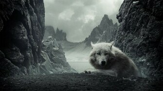 Wolf Wolves HD Wallpaper