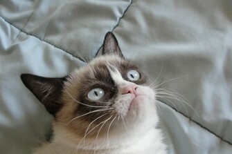 Grumpy Cat Pictures HD Wallpaper