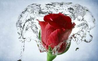 Time Lapse Water Drops Rose Wallpaper