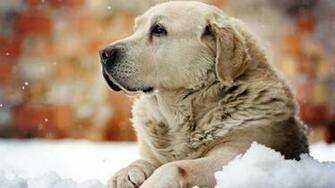 Golden Retriever Wallpaper High Definition Quality