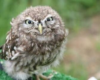 Owl Wallpaper High Quality And Resolution