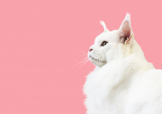 Pink Cat Wallpaper