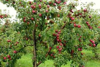 Apple Tree Wallpaper