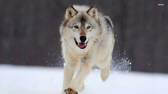 Wolf Wallpaper