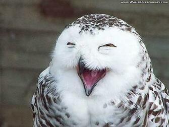 Funny Owl Wallpaper Desktop Animal