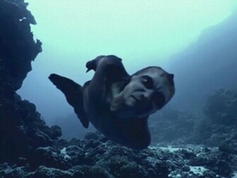Real Mermaid Sightings Tdy Jpg