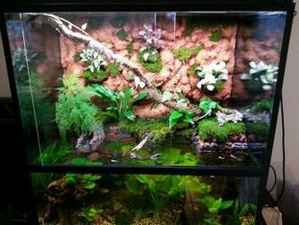 3d Background Custom For Aquarium Terarium Or Paludarium