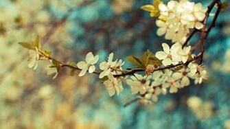 Vintage Flowers Wallpaper Background HD