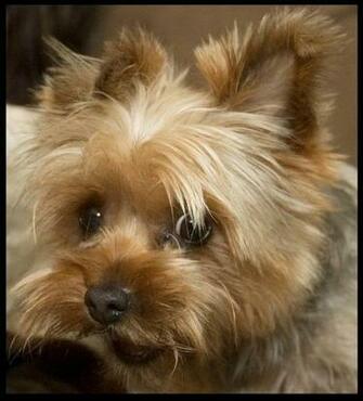 Nice Wallpaper Animals 3d Nature Yorkie Cute Toy Puppy