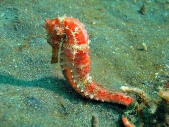Seahorse Computer Wallpaper Desktop Background Id