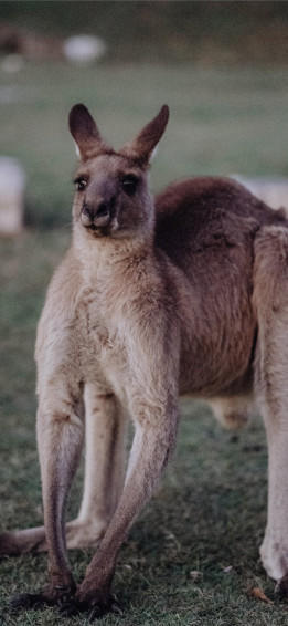 Kangaroo HD iPhone Wallpaper