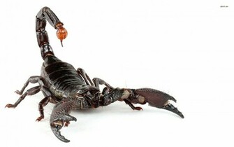 Fonds D Cran Scorpion Tous Les Wallpaper