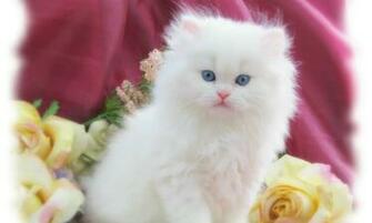 Top Cure Easter Day Wallpaper For Android Phones