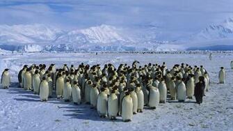 Penguin Happy Feet Powered By Wikia