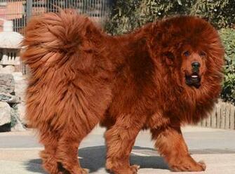 Brown Tibetan Mastiff Photos HD Wallpaper Image Pictures