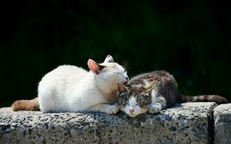 High Definition Photo Of Cats Image Nature Spring For Desktop