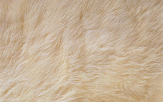 Animal Fur For Cushion N3y255wu0wbc9kac Wallpaper