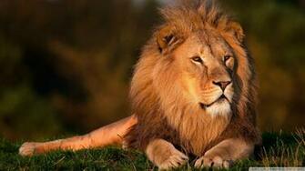 Lion Wallpaper