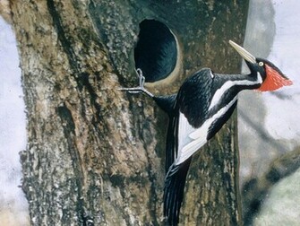 Woodpecker Wallpaper