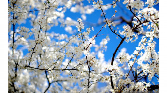 White Spring S 4k Wallpaper