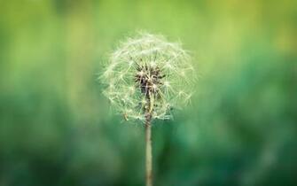 Wallpaper Plants Close Up Dandelion Green Blur