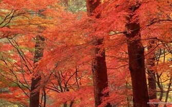Fall Leaves Wallpaper Vivid Foliage No