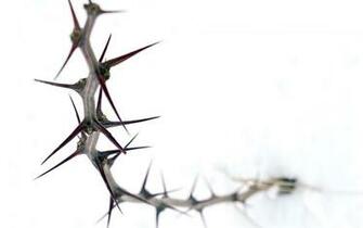 Thorn Wallpaper