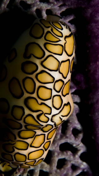 Wallpaper Flamingo Tongue Snail Roatan Marine Park Honduras