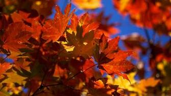HD Fall Wallpaper Make Your Screen Shine Brighter