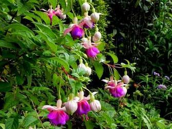 Fuschia Fantasy Wallpaper