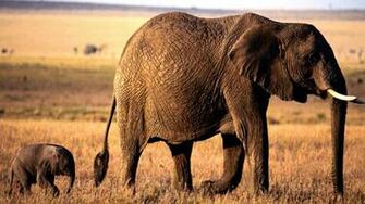 Mother Elephant And Her Calf Wallpaper Image