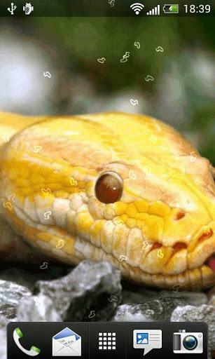 Snakes Live Wallpaper For Android