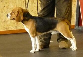 Fotos De Vendo Caes Beagle Lages HD Walls Find Wallpaper