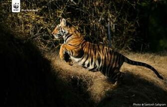 Tiger Wallpaper Wwf India
