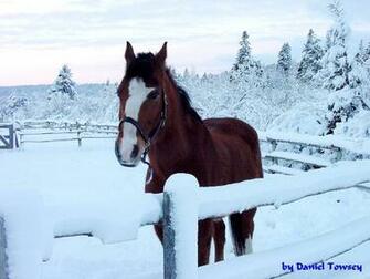 Winter Horse Wallpaper