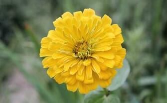 Labels Flowers Pictures Wallpaper Zinnia