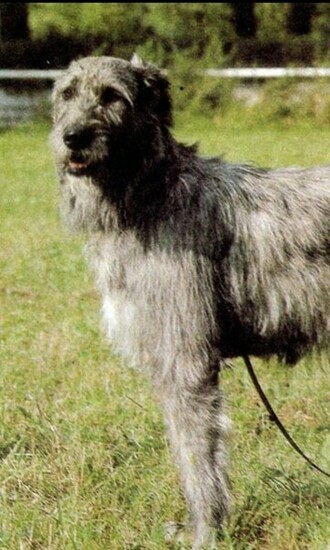 Irish Wolfhound Wallpaper Screenshot